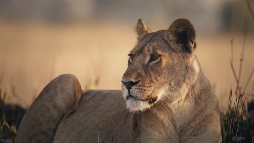 Lion in closeup with focus on the face and upper body resting among the undergrowth