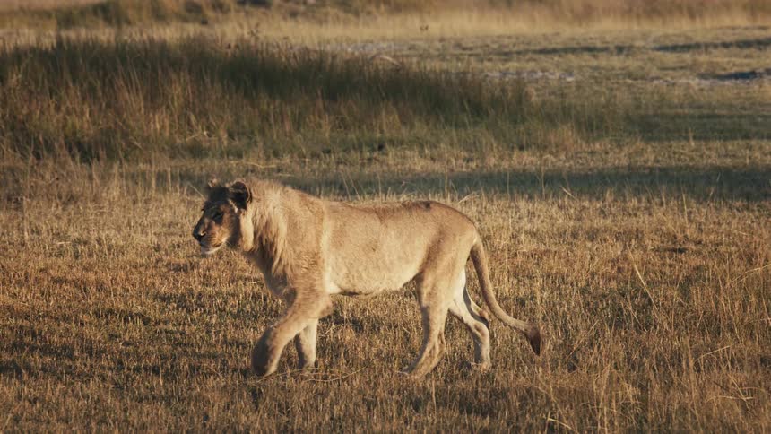 Female lion strolling across a field in the savanna