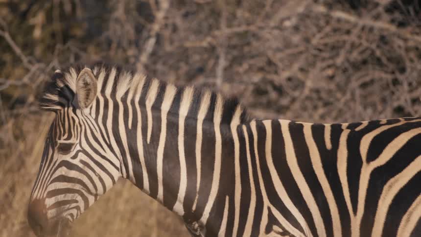Zebra shaking its body