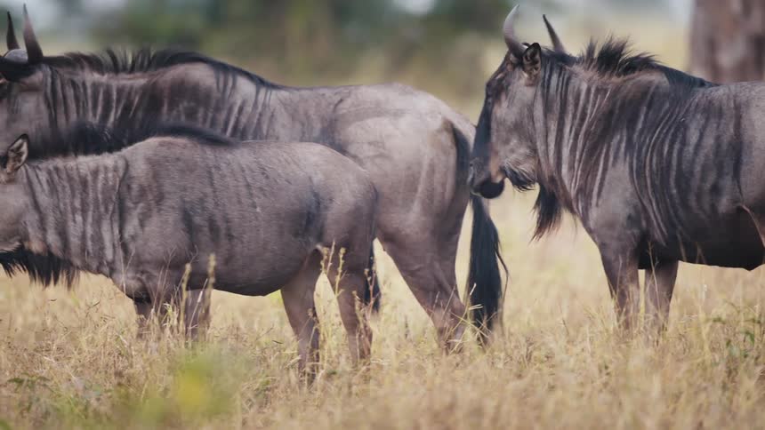 Herd of wildebeest clusters together while walking across the savanna on a sunny day