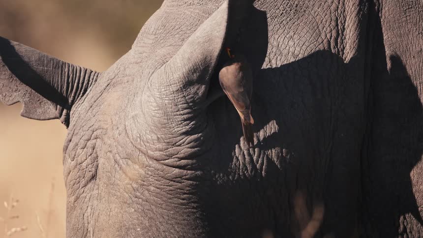Bird perched on the ear of a rhino sticks its head further into the ear