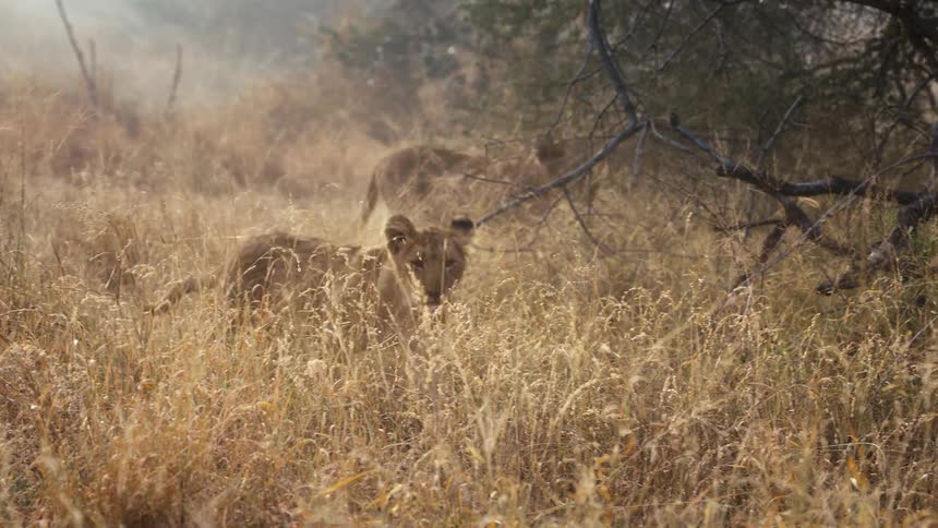 Lion cubs walk through the tall grass
