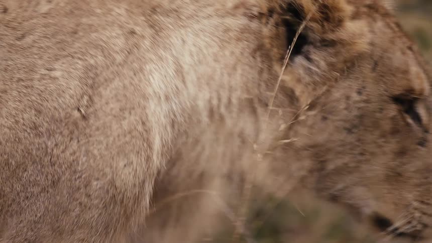 Lion reaching up into a tree turns and walks through the savanna grass