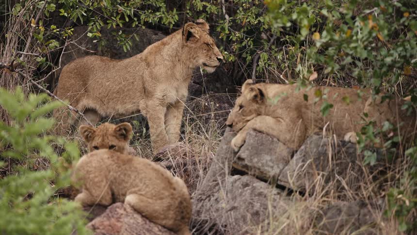 Mother lion watches over pride of younger lions as they take a nap