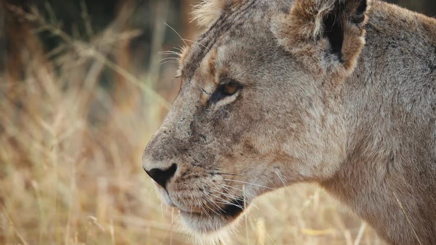Face of a lioness in the jungle