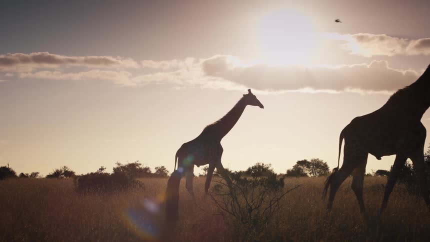 Silhouette of giraffes and birds in the jungle with the sun on the horizon