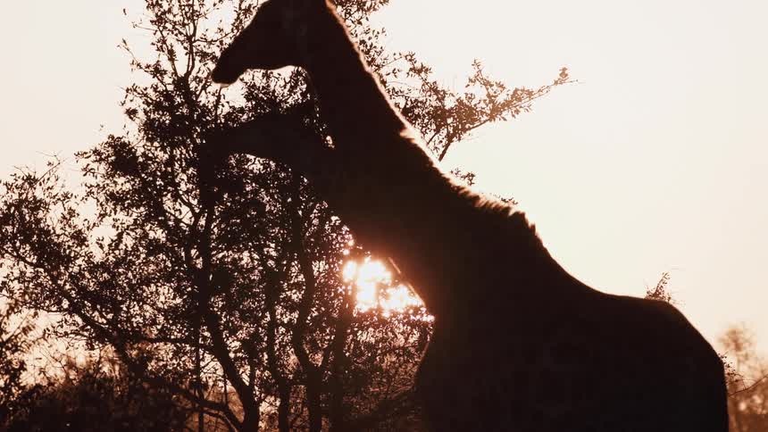 Giraffes walking and eating leaves in a tree with a sunset on the horizon