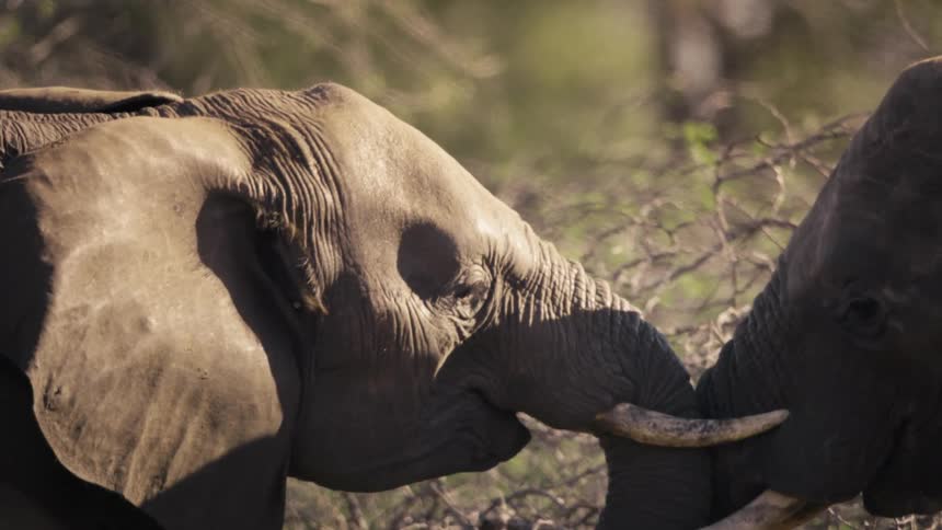 Elephants lock tusks and press their trunks together under the midday sun