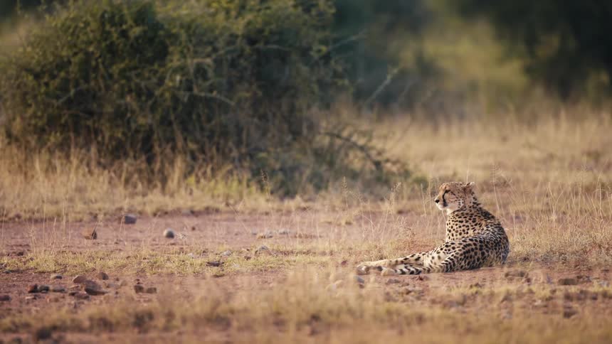 Jaguar lying in the jungle