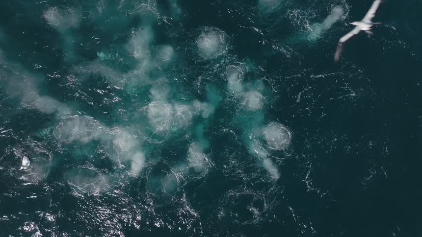 Birds fly and dive into the water