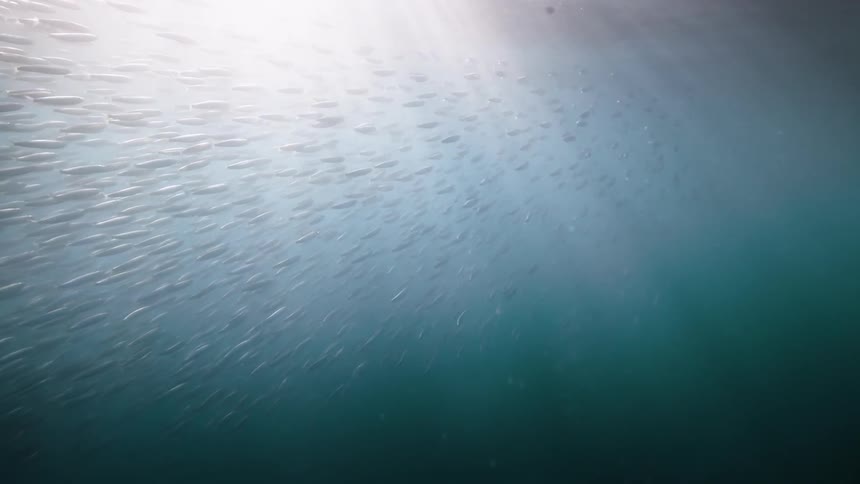 A large school of fish swim underwater