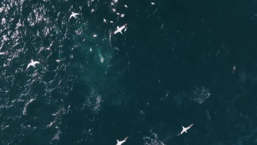 Aerial view of seagulls flying over the ocean with whitecapped waves