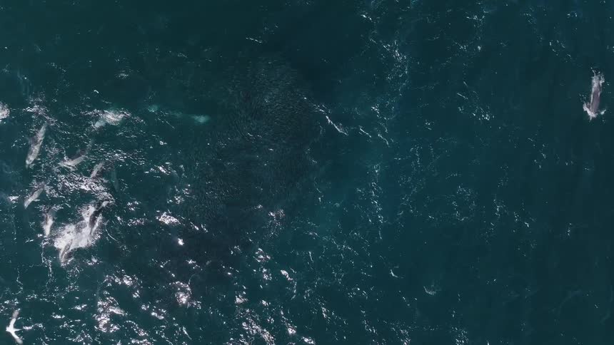 A group of seagulls flying over some marine animals that are underwater in the ocean