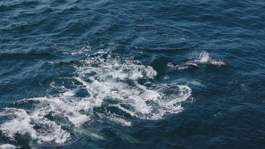 A pod of dolphins travelling together jumping and swimming quickly through the blue ocean