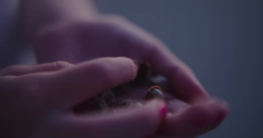 Little girls hand holding small seashells