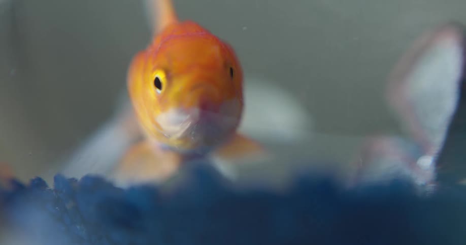 A small goldfish swimming under the clear water close to the ground