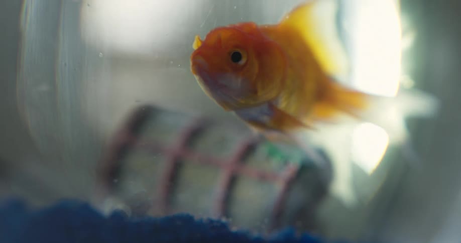 A goldfish swims around in the fishbowl