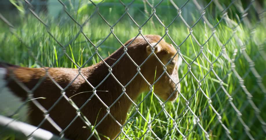 A little brown sheep eating green grass and she is behind the fence