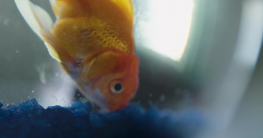 Goldfish feeding inside an aquarium