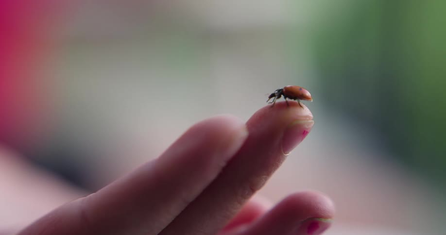 Closeup shot of a Ladybug on a child's finger