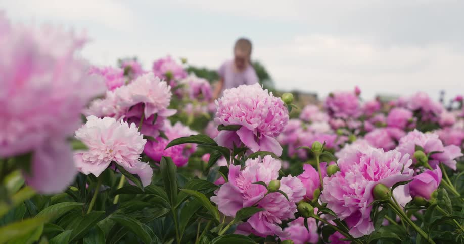 Young girl walking through a field of pink flowers as they sway in the breeze