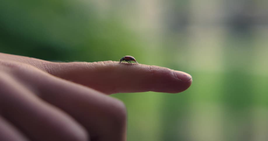 Macro shot of a Ladybug crawling on a child's finger