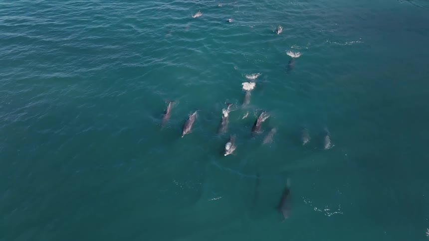 Aerial of pod of dolphins swimming and jumping in the ocean