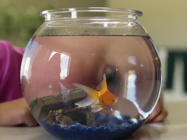 Little girl watching a goldfish inside a small fish bowl