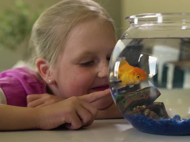 Smiling girl watching a goldfish inside a small aquarium