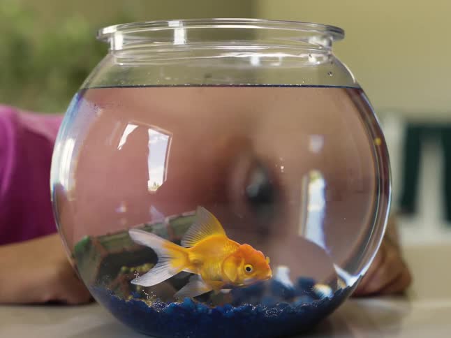 Water in fish bowl magnifies the eye of a child watching a goldfish swim