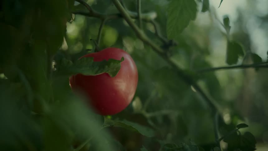 Hand picking up two fresh tomatoes