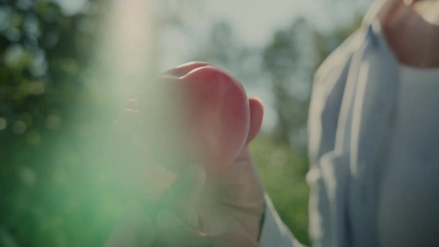 Hand holding a red tomato in a vegetable garden