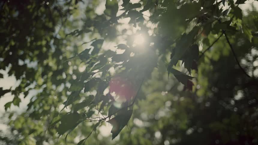 Green tree leaves illuminated by sunlight