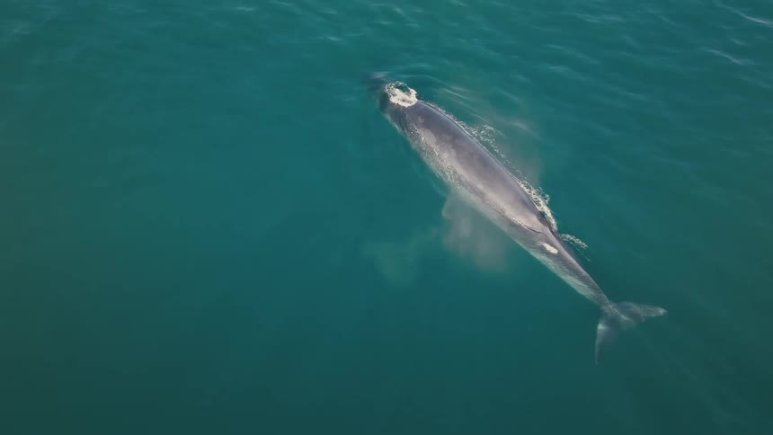 Whale swims just below the surface of the water