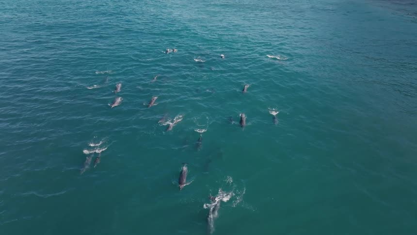 Group of dolphins swimming close to the surface of the sea