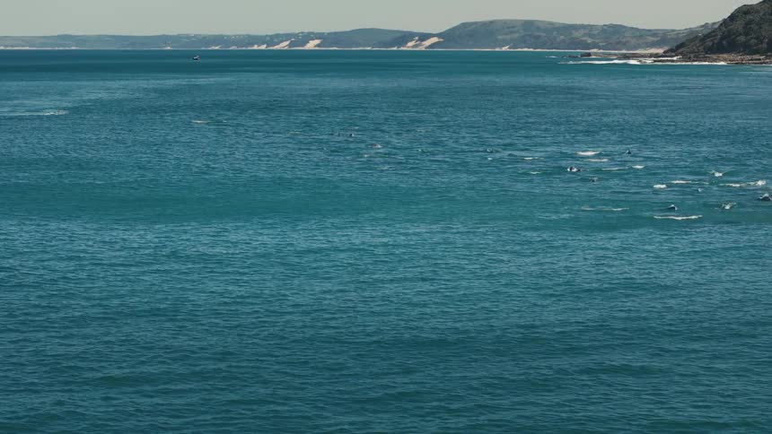 Many dolphins swim in the ocean off of a coastline