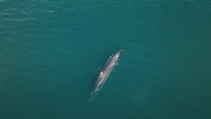 Whale splashing water on the surface of the ocean