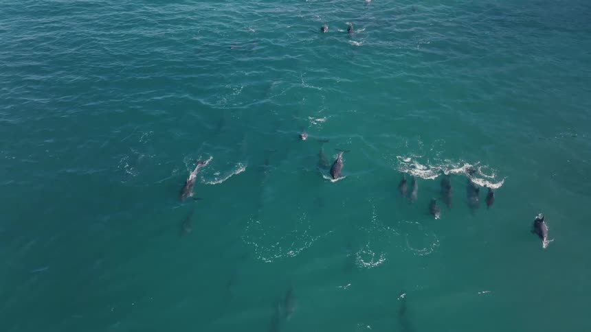 Dolphin pod swims together in the open ocean