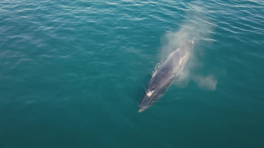 A large whale swims near the surface of the calm ocean expelling a mist of water