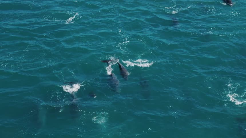 Aerial view of dolphins swimming together on the ocean surface
