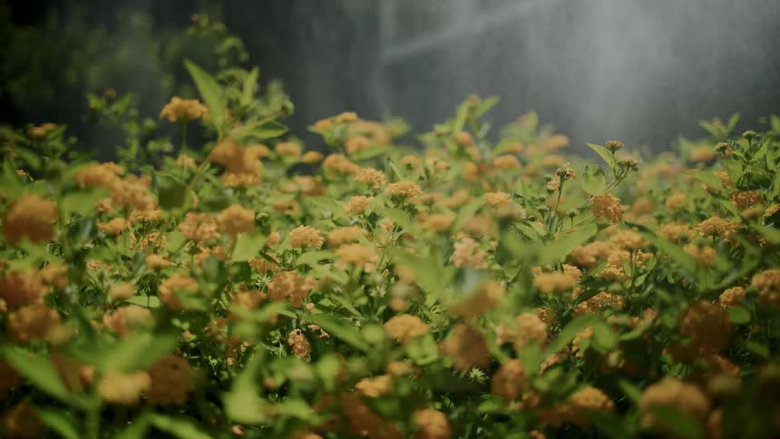 Water falling on yellow flowers in a garden
