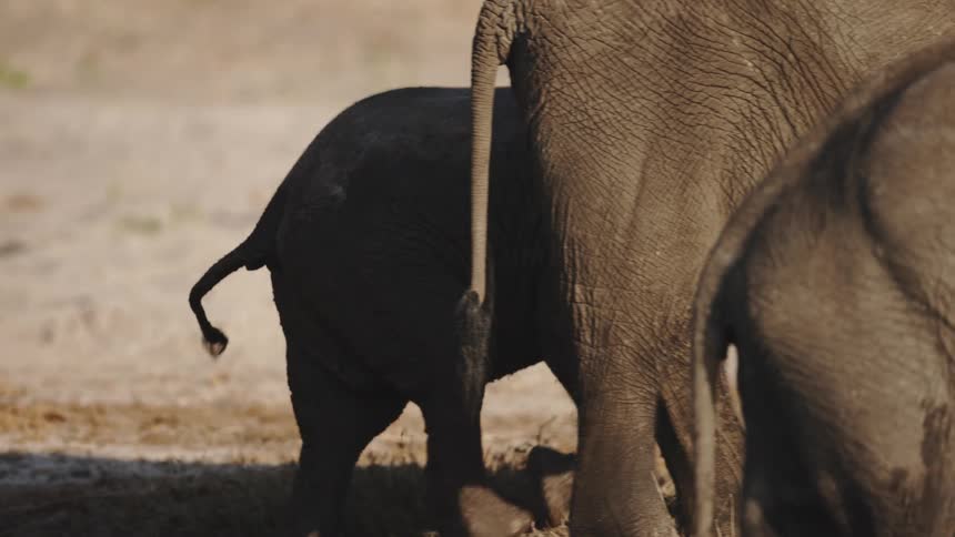 Baby elephant walking among other large elephants in the jungle