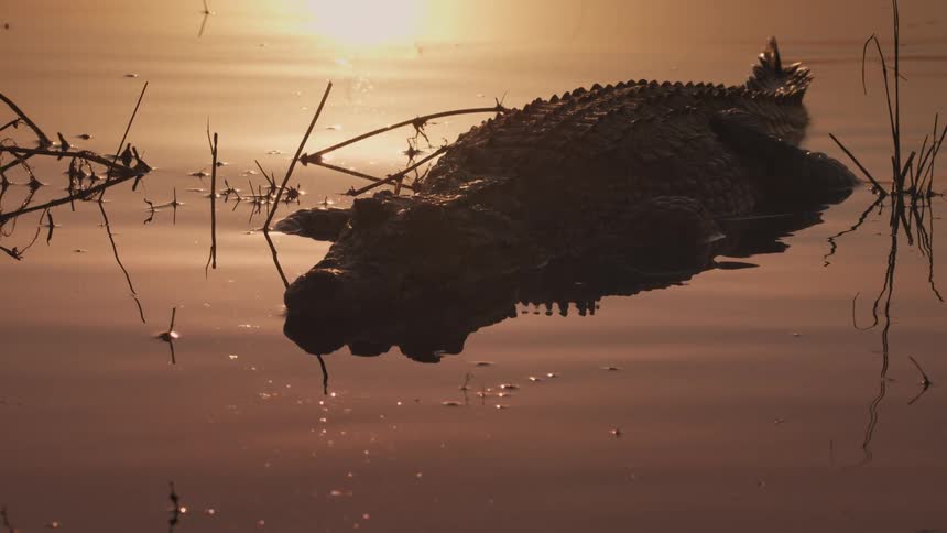 Static alligator in a lake with golden sunlight reflection