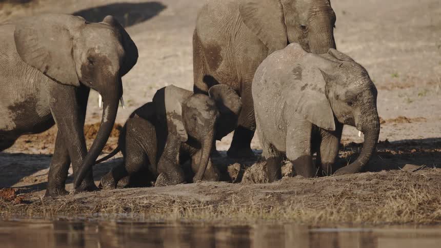 Baby elephants in the mud walking alongside adults in a jungle setting