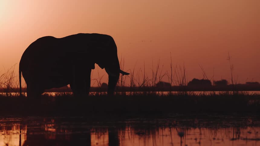 Silhouette of an elephant drinking water from a lake in the jungle with a reddish sky