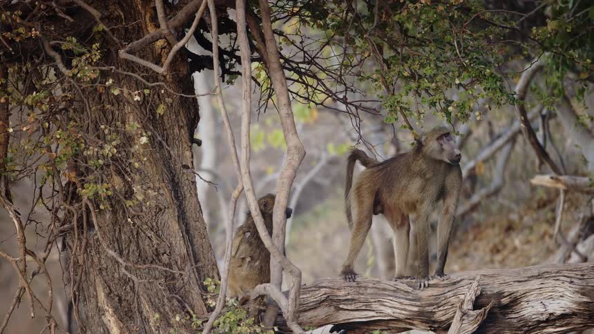 Baboons climbing tree trunks