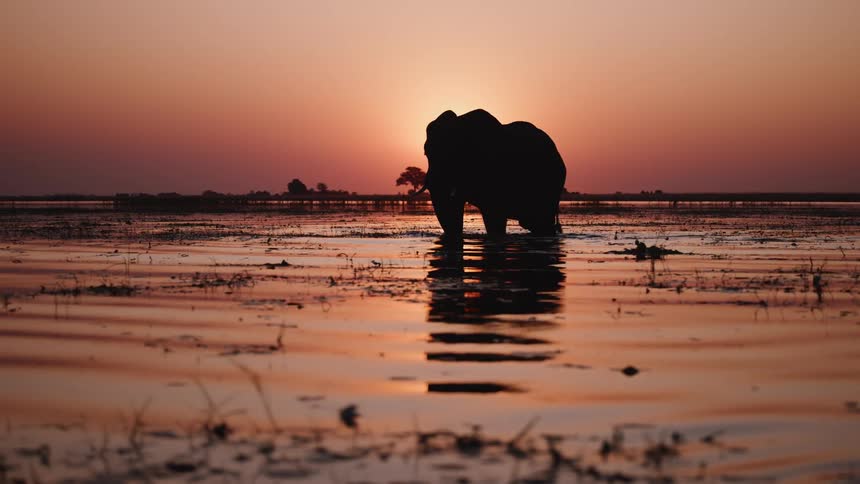 An elephant walking through water at sunset silhouetted against the orange sky