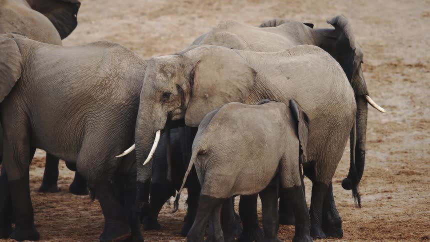 Adult elephants and calves together in the wild
