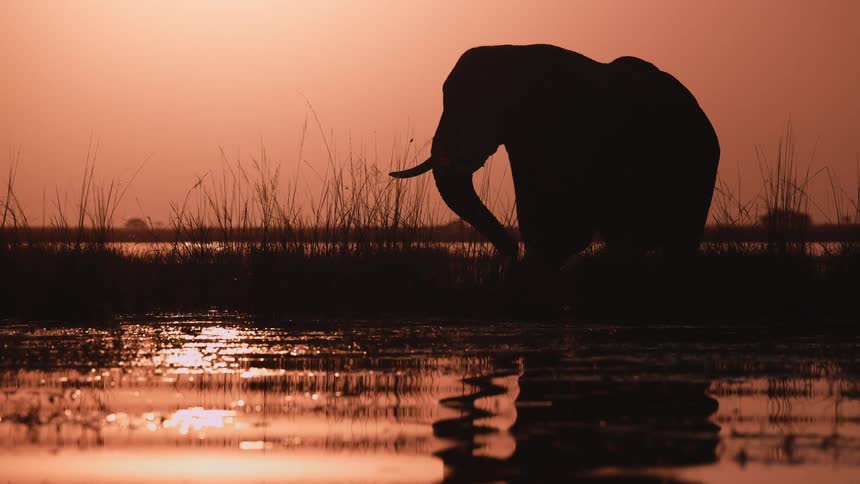 Elephant standing in a swamp using its trunk to bring water to its mouth under an orange sunset sky