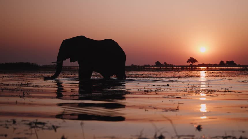 Elephant walking in shallow water as a bird flies in the distance under an orange sunset sky